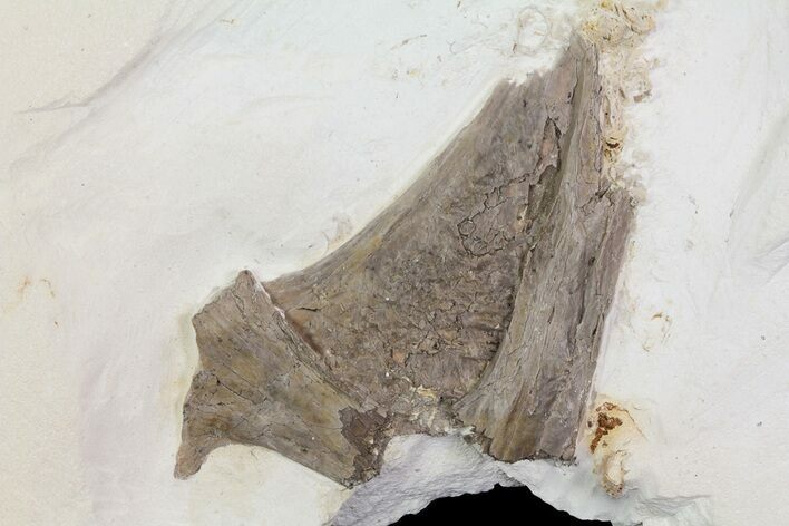 Pterosaur Skull Section (Jugal Bone) - Kansas #66887